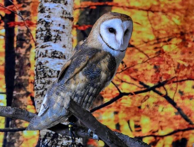 Winter Raptor Fest